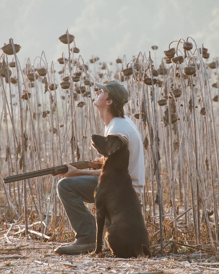 Waiting on doves in the sunflowers with a chocolate lab