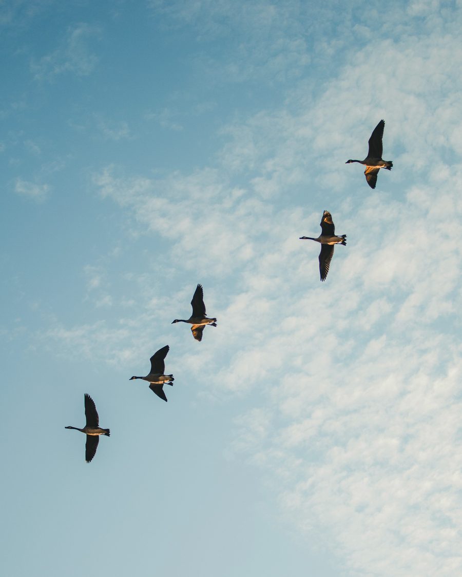 Five Canada geese in a line against a morning sky