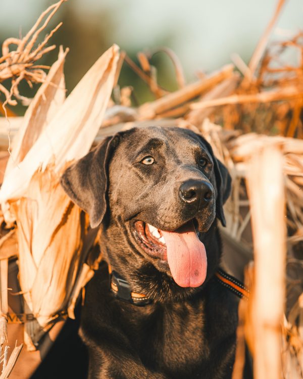 Black lab grinning in a corn stubble blind