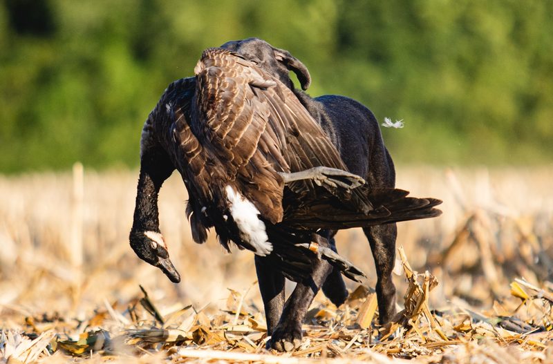 Black lab bringing back a Canada goose through corn stubble